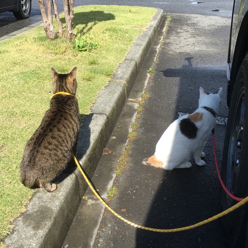 ぷらっとグンマー
