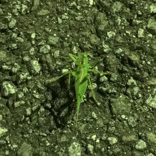 ２０１８年７月…盛夏
