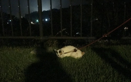 久しぶりの中山盆地♪