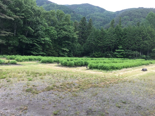 ＧＷ以来の出撃…