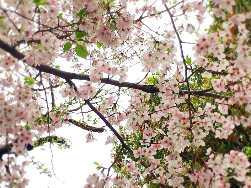 お花見BBQ