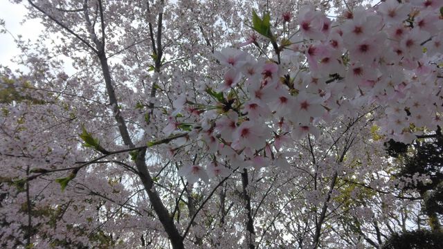 桜・・・