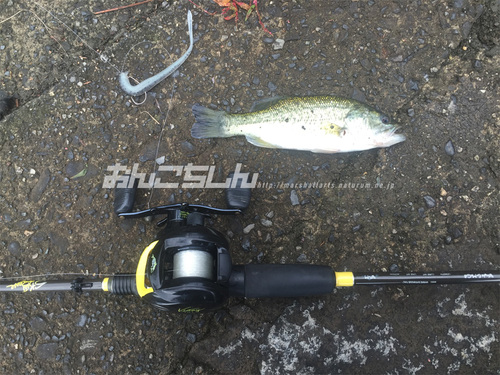 癒し釣行 癒し釣行