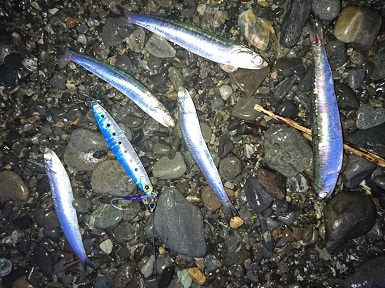 イワシが打ち上がり、ヒットした魚は・・・