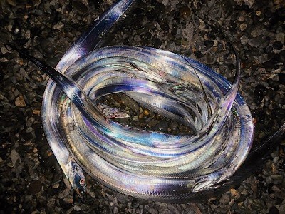 太刀魚入れ食いの翌日
