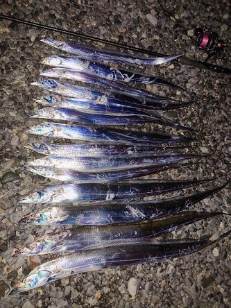 太刀魚入れ食いの翌日