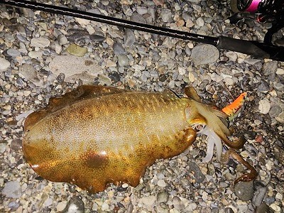 静岡ルアー エギング釣行記 秋アオリ サイズダウン