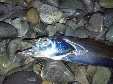 太刀魚とマルイカ