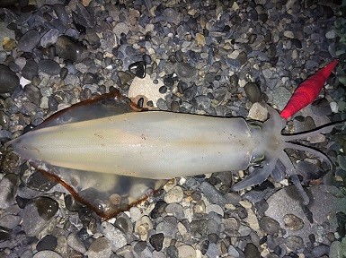 太刀魚とマルイカ