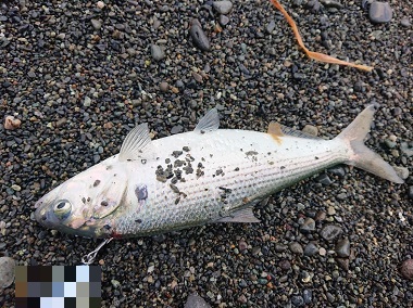 久しぶりのマゴチ、コノシロはいますが・・・