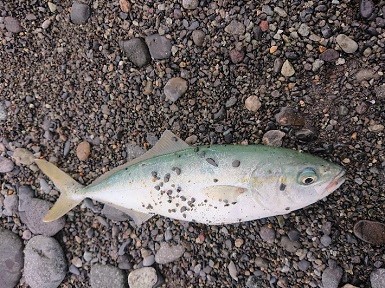昼間のサーフで、マゴチ連発！&ワカシ