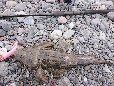 昼間のサーフで、マゴチ連発！&ワカシ