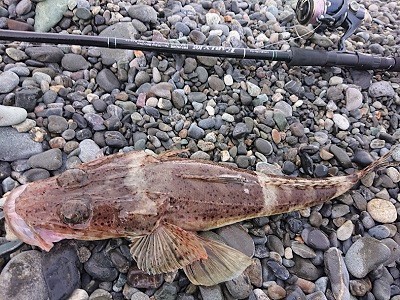 ワニゴチ、小鯖の下にはレッドが・・・