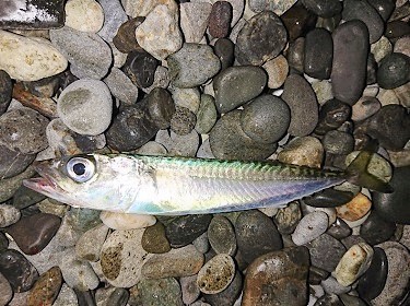 ワニゴチ、小鯖の下にはレッドが・・・