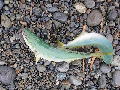 ひたすら、ワカシ