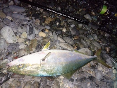 夕マズメにイナダ連発！あとサバ