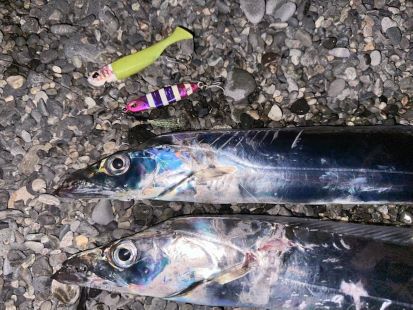 久しぶりのサーフ太刀魚