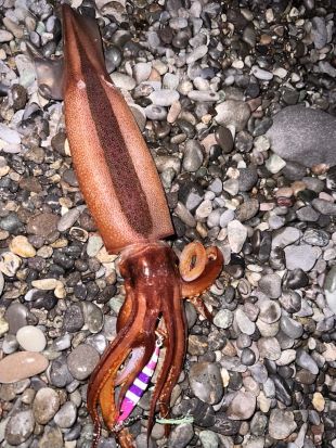 太刀魚とスルメイカ