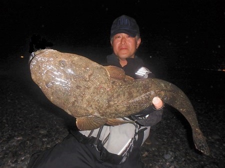 デカマゴチの刺し身