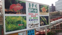 鯉釣り楽しい！でも悲劇が…。