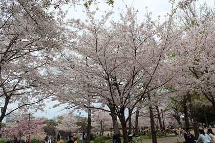 大阪城公園でお花見♪