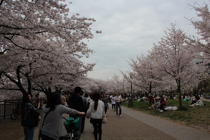 大阪城公園でお花見♪