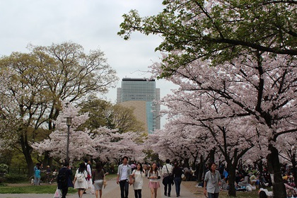 大阪城公園でお花見♪