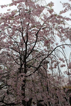 大阪城公園でお花見♪