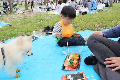 大阪城公園でお花見♪