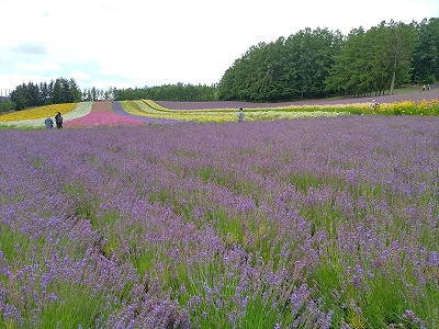 北海道車中泊旅２０２２　その③　富良野～美瑛