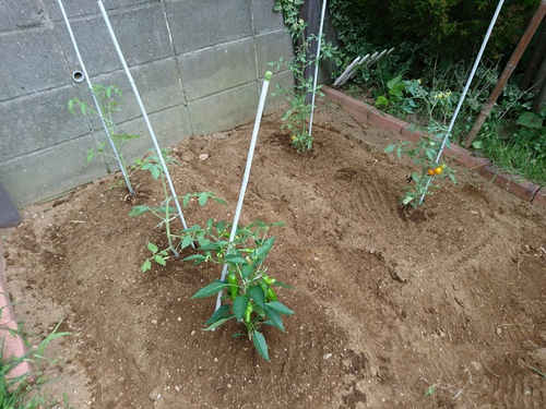 キャンプとスキーと腰痛と そしてロードバイク 家庭菜園 夏植え