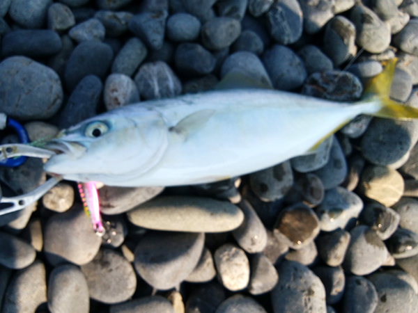 焼津でショアジギング3日連続のワカナゴ釣果報告