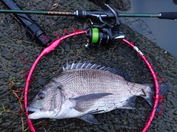 雨と濁りと夕マヅメのトリプルパワーでヒット連発