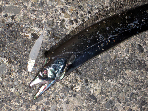 3cmの小魚を追うタチウオを10cm超のルアーで釣る話