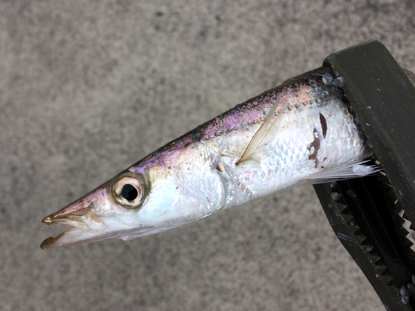 釣具屋生活inナチュログ 朝のカマス釣りと昼のカマス釣りと夜のカマス釣りは