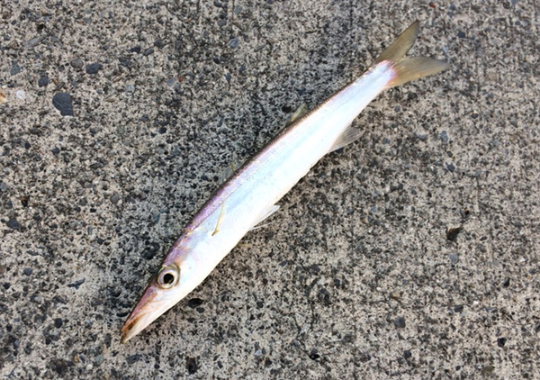 釣具屋生活inナチュログ だって昼のカマス釣りと夜のカマス釣りは別モノだから