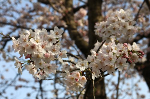 お花見サイクリング♪