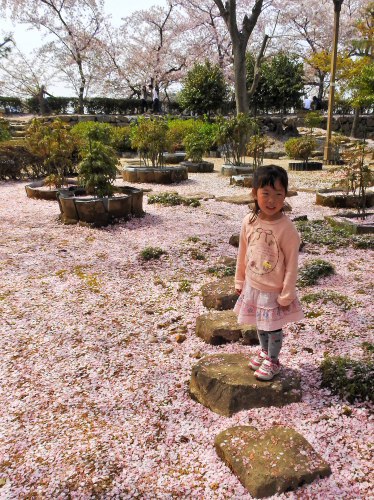 桜舞う白鷺城♪