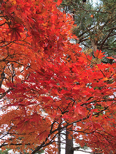 季節の写真　山中湖もみじ