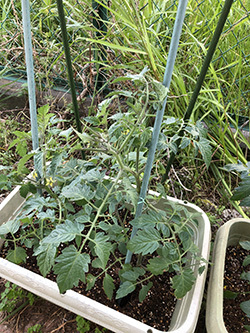 日々のくらし　野菜育てます！　