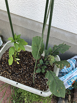 日々のくらし　野菜育てます！　