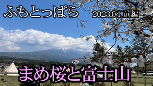 動画アップしました【DuoCamp ふもとっぱらでシーズン最後のお花見？　前編】