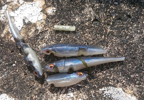 ３月２０日 小物釣り