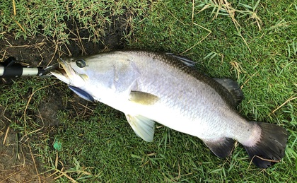 バラマンディ釣り堀に行ってみた　その７ 遂に万全の態勢！