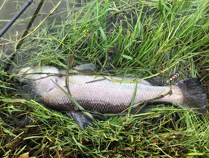 バラマンディ釣り堀に行ってみた その8  自己記録出たぁ