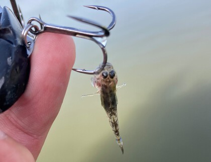 バラマンディ釣り堀に行ってみた　その16