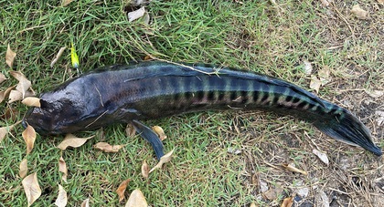 バラマンディ釣り堀に行ってみた　その16