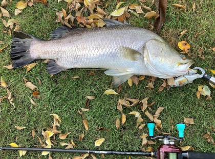 バラマンディ釣り堀に行ってみた　その16
