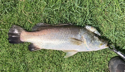 バラマンディ釣り堀に行ってみた　その16