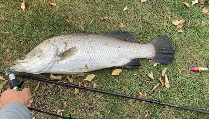 バラマンディ釣り堀に行ってみた　その17 ついにメーター出たぁ！